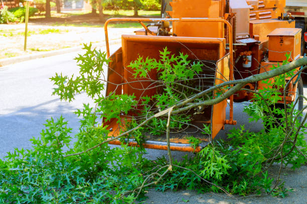 Best Tree Disease Treatment  in Chester, VA